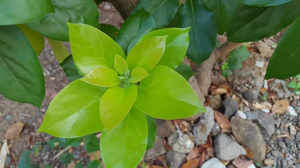 Folhas verdes com textura natural de orvalho na estação chuvosa. Adequado para uso como material educacional e imagens de fundo — Fotografia de Stock