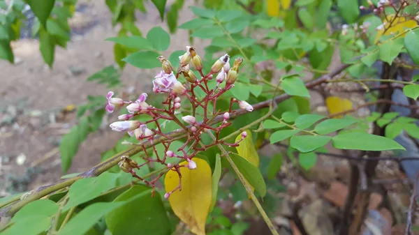 Sternfrucht-Karambolenblüte auf Sternapfelfrucht (Sternfrucht) Garten — Stockfoto