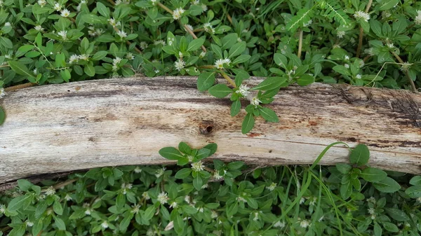 O tronco de uma árvore caiu entre as ervas daninhas que o atravessaram. — Fotografia de Stock