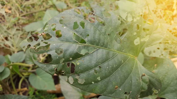 Les feuilles sont creuses parce qu'elles sont mangées par les ravageurs avant la saison des pluies — Photo