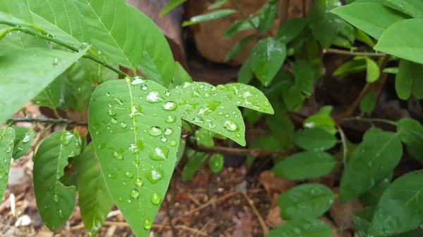 Foglie verdi con gocce di rugiada e texture naturale nella stagione delle piogge. Adatto per l'uso come materiale didattico e immagini di sfondo — Foto Stock