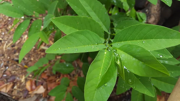 Groene bladeren met dauwdruppels en natuurlijke textuur in het regenseizoen. Geschikt voor gebruik als educatief materiaal en achtergrond afbeeldingen — Stockfoto