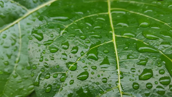 Daun hijau dengan tetes embun dan tekstur alami di musim hujan. Cocok untuk digunakan sebagai bahan pendidikan dan gambar latar belakang — Stok Foto