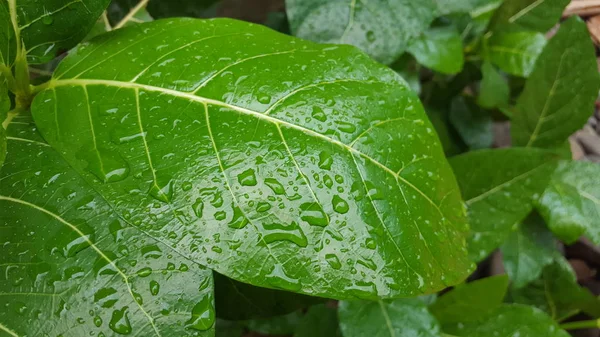Feuilles vertes avec gouttes de rosée et texture naturelle en saison des pluies. Convient pour une utilisation comme matériel éducatif et images de fond — Photo