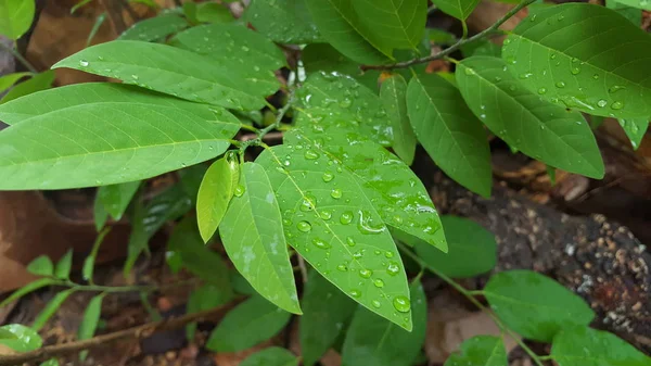 Hojas verdes con gotas de rocío y textura natural en temporada de lluvias. Adecuado para uso como material educativo e imágenes de fondo —  Fotos de Stock