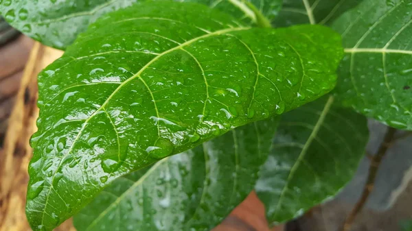 Folhas verdes com gotas de orvalho e textura natural na estação chuvosa. Adequado para uso como material educacional e imagens de fundo — Fotografia de Stock