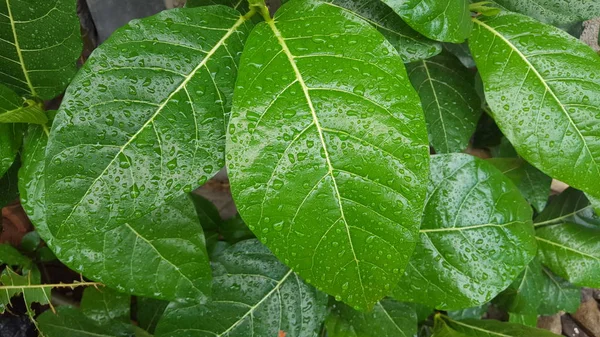 Foglie verdi con gocce di rugiada e texture naturale nella stagione delle piogge. Adatto per l'uso come materiale didattico e immagini di sfondo — Foto Stock