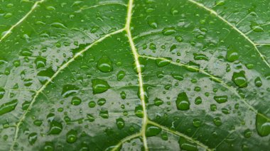 Çiyli yeşil yapraklar ve yağmur mevsiminde doğal doku. Eğitici materyal ve arkaplan resimleri olarak kullanılabilir
