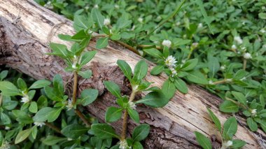 Bir ağacın gövdesi içinden geçen otların arasına düştü.