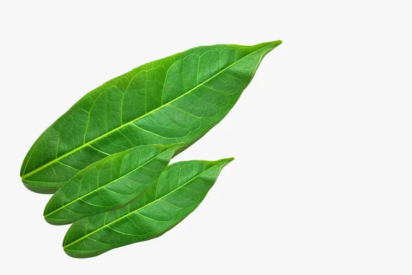 Yeşil yaprak izolasyon modunda, arkaplan resmi olarak kullanmak için uygun — Stok fotoğraf