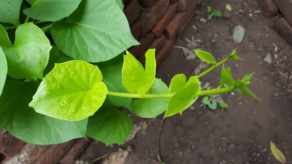 Folhas verdes com textura natural, adequadas para uso como imagens de fundo e material educativo — Fotografia de Stock