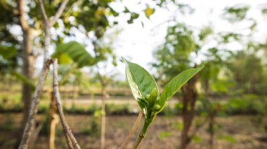 Yasemin yaprağı, uzun ömürlü ağaç gövdeleri şeklinde süslenmiş bir çiçektir. Jasmine, zeytin familyasından bir çalılık ve sarmaşık cinsidir.