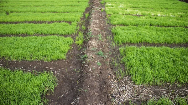 O processo de mudas de arroz, entrando na estação chuvosa. É hora de cultivar colheitas. — Fotografia de Stock