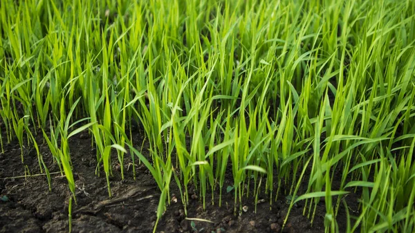 水稻幼苗的生长过程,进入雨季. 该是种庄稼的时候了 — 图库照片