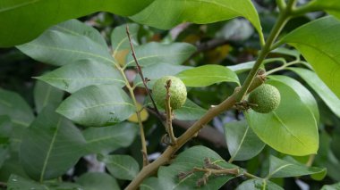 Dimocarpus Longan meyvesi, tatlı bir tadı olan meyvelerden biri ve iyi bir iş değeri var.
