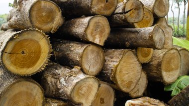 Blok ve mobilya haline getirilmeden önce odun yığını