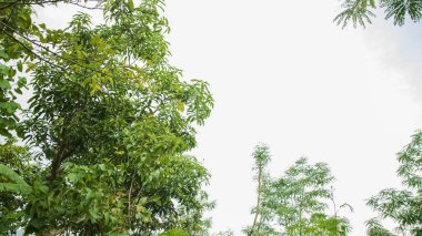 Yoğun yapraklı ağaçlar izole halde, grafik kaynak veya duvar kağıdı olarak kullanılmak için uygun