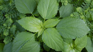 Yağmur mevsiminde bahçede yetişen yabani otlar.