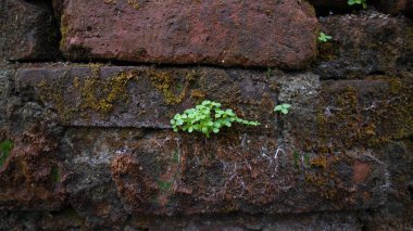 Büyüyen ve tuğla duvarlara yapışan yabani bitkiler, genellikle büyüyen ve tuğla duvarlara yapışan nemli koşullar yüzünden.
