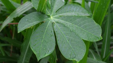 Cassava yapraklarında çiy, grafik kaynak, wallaper ve arkaplan resmi için uygun