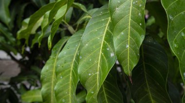 Mango yaprakları eşsiz bir dokuya sahiptir. Bu da iyi büyümeyi gösterir.