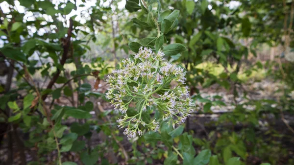 La Pluchea sericea, comunemente chiamata arrowweed o Cachanilla, è un arbusto sempreverde rizomatoso di aree ripariali nel deserto inferiore del Sonoro e nelle aree circostanti — Foto Stock