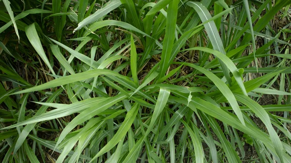 Pennisetum purpureum este o iarbă mare, extrem de nutritivă, care este de obicei folosită ca hrană pentru animale. Alte variante numite Odot în Indonezia — Fotografie, imagine de stoc