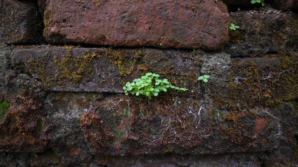 レンガの壁に成長し、固執する野生の植物は、通常、レンガの壁に成長し、固執する湿気の多い条件のために — ストック写真
