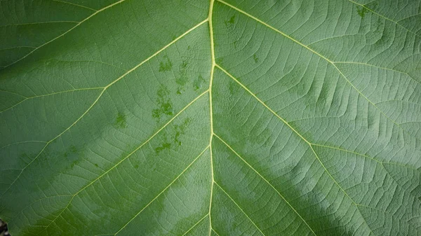 Teakholzblätter mit klarer Textur, die sich als Hintergrundbild eignen. Teakholz Textur, dies ist eine tropische Pflanze, die in minimalen Wasserbedingungen leben kann. — Stockfoto