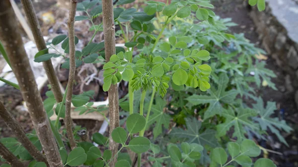 Folha de Moringa oleifera, uma das plantas com propriedades para matar células cancerígenas e outras doenças — Fotografia de Stock