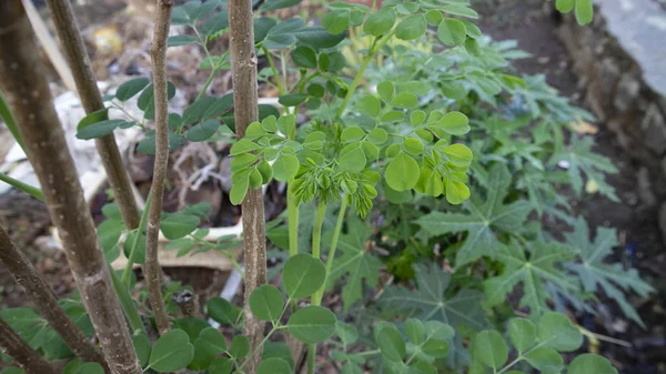 Hoja de Moringa oleifera, una de las plantas con propiedades para destruir células cancerosas y otras enfermedades —  Fotos de Stock