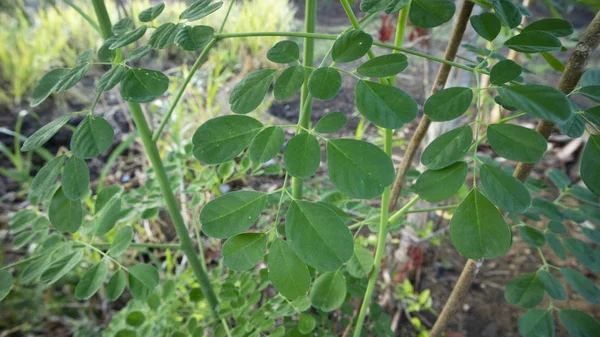 Folha de Moringa oleifera, uma das plantas com propriedades para matar células cancerígenas e outras doenças — Fotografia de Stock