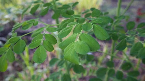 Listy Moringa oleifera, jedna z rostlin s vlastnostmi pro hubení nádorových buněk a dalších chorob — Stock fotografie