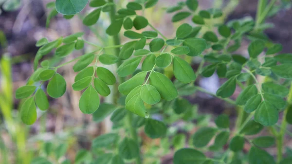 Moringa oleifera leaf, one of the plants with properties to kill cancer cells and other diseases