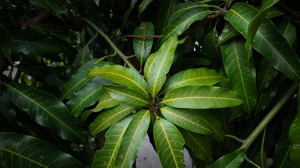 A mangó levelek egyedi textúrával jó növekedést jeleznek. — Stock Fotó