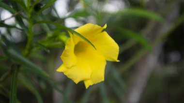 Arpacık soğanı ya da soğan tarlaları yetiştirmek, pilavdan başka bir tarım türü, pişirme malzemeleri olarak yüksek iş değeri olan.