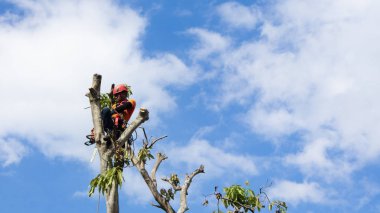 Elektrikli testere ağaç dallarını kesiyor. Hizmetteki işler bunu yapmak için yüksek yetenek gerektirir.