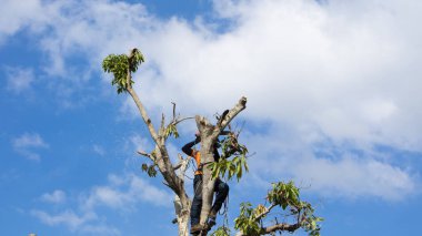 Elektrikli testere ağaç dallarını kesiyor. Hizmetteki işler bunu yapmak için yüksek yetenek gerektirir.