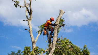 Elektrikli testere ağaç dallarını kesiyor. Hizmetteki işler bunu yapmak için yüksek yetenek gerektirir.