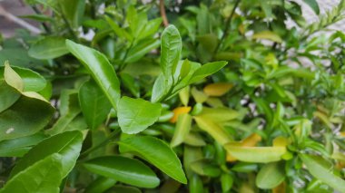 Portakal yaprağı, daha eşsiz bir lezzete sahip olmak için ek malzemelerden biridir.