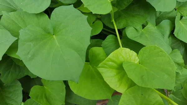 Hojas verdes con una textura natural, adecuadas para su uso como imágenes de fondo y material educativo —  Fotos de Stock