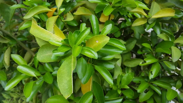 Daun Jeruk Salah Satu Bahan Tambahan Untuk Memasak Yang Memiliki — Stok Foto