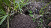 Rizs mező egér lyuk, az egyik rágcsáló, amely károsítja a gazdák által károsító cropsi