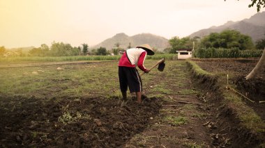 Ponorogo, Endonezya - 25 / 12 / 2019: Bir çiftçi, yağmur mevsiminde ekilecek çapayla birlikte toprak üzerinde çalışıyor.