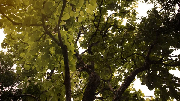 Shady trees with thick green leaves on a sunny day — Stock Photo, Image