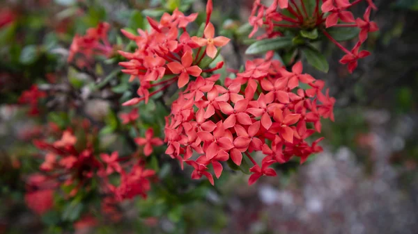Schöne Epidendrum ist rot, wächst schön im Garten. Zierpflanzen, die sich leicht als Gartendekoration oder als Wohnterrasse kultivieren lassen — Stockfoto