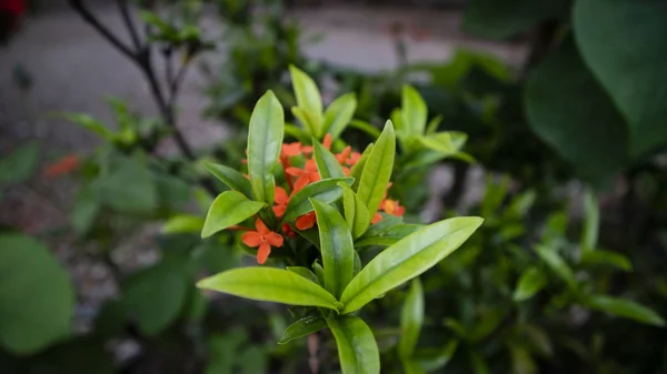 Hermoso Epidendrum es de color rojo, crece maravillosamente en el jardín. plantas ornamentales que se cultivan fácilmente como decoraciones de jardín o terrazas para el hogar — Foto de Stock