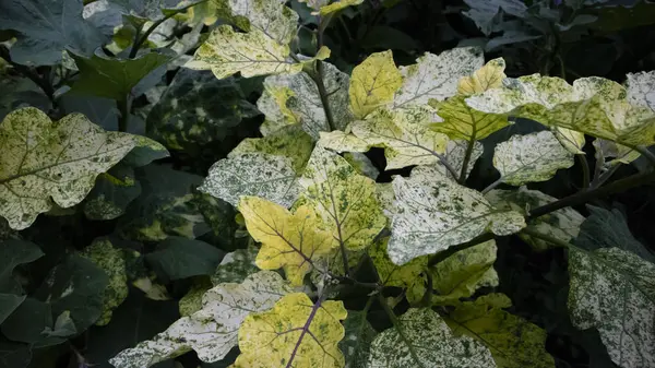 Jardim de berinjela com folhas grossas, parece fértil e bem preparado — Fotografia de Stock