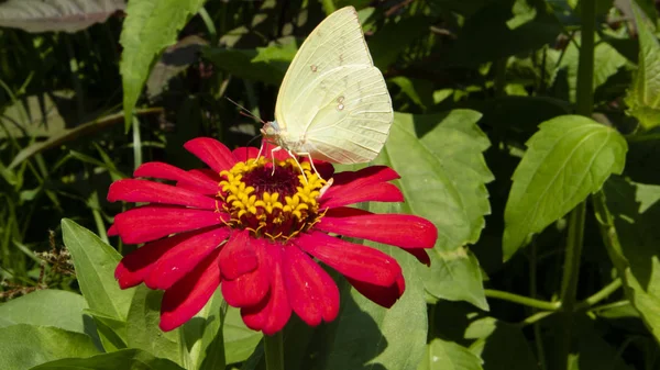 Una mariposa chupa miel de una flor de zinnia en un día soleado —  Fotos de Stock