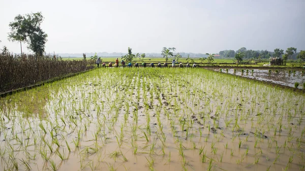 Ponorogo, Indonesia- 29/12/2019: Some farmers are doing rice planting traditionally. Method of planting without using machine technology — Stock Photo, Image